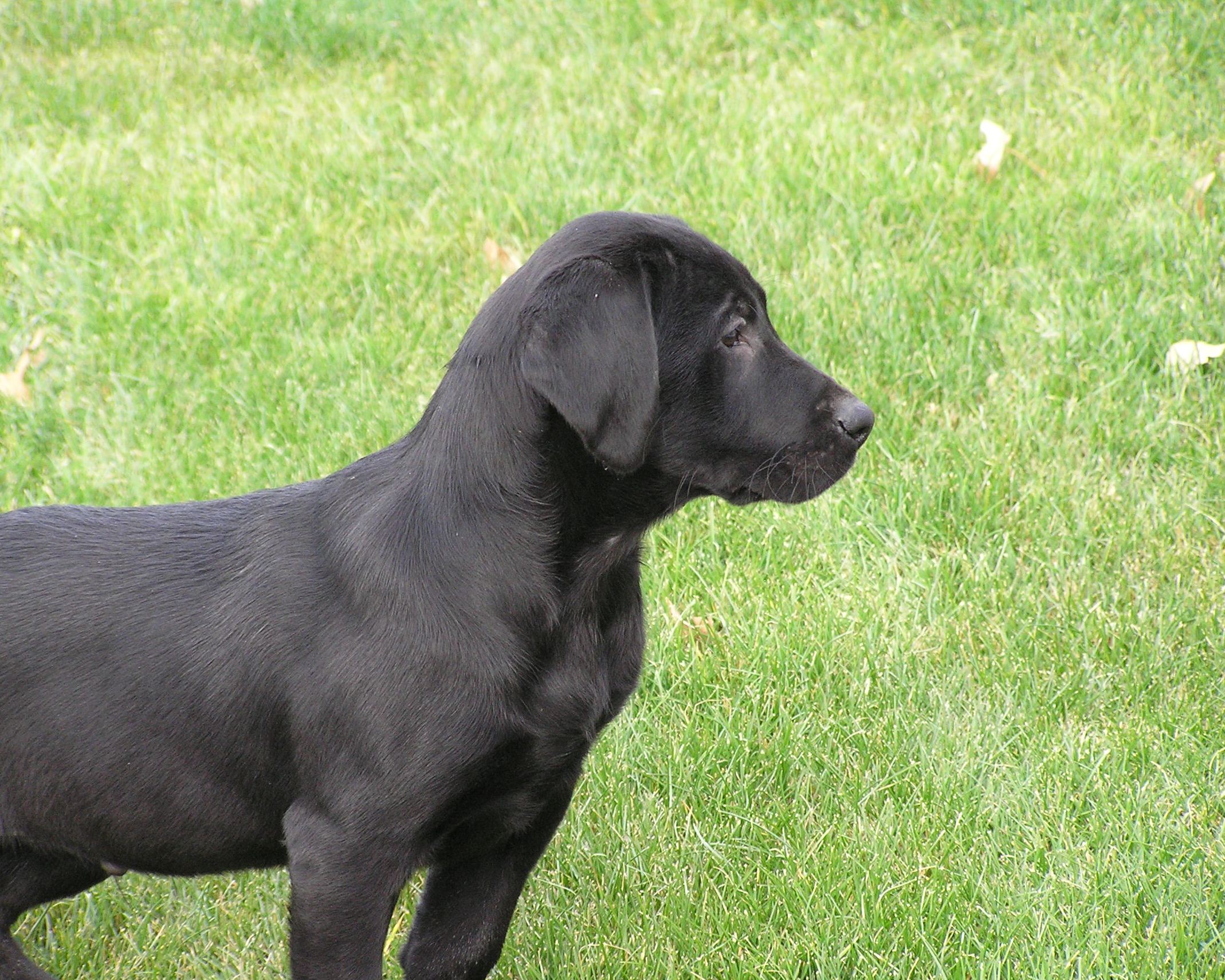 Puppy Head Start Program