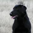Lacey/ Owner Dave Alexander
